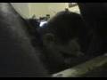 videos de Throwing up drunk