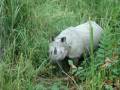 videos de Rino Citwan National Park