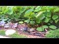 Daryls Koi Pond II