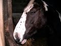 For the filly\