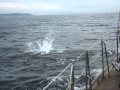 See 5,000 Dolphins video! We sailed amidst this huge pod of these amazing animals for a couple of hours. Default