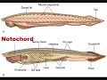 This is the first in a 2 part video on the evolution of chordates, focusing on the major adaptations shared by chordate groups, the phylogenetic relationships between these groups, and the connection between the two concepts. I have intentionally left turtles out, as there is some debate as to their relationship to the other reptiles. All images and video footage in this video are used under 