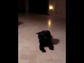 Affenpinscher