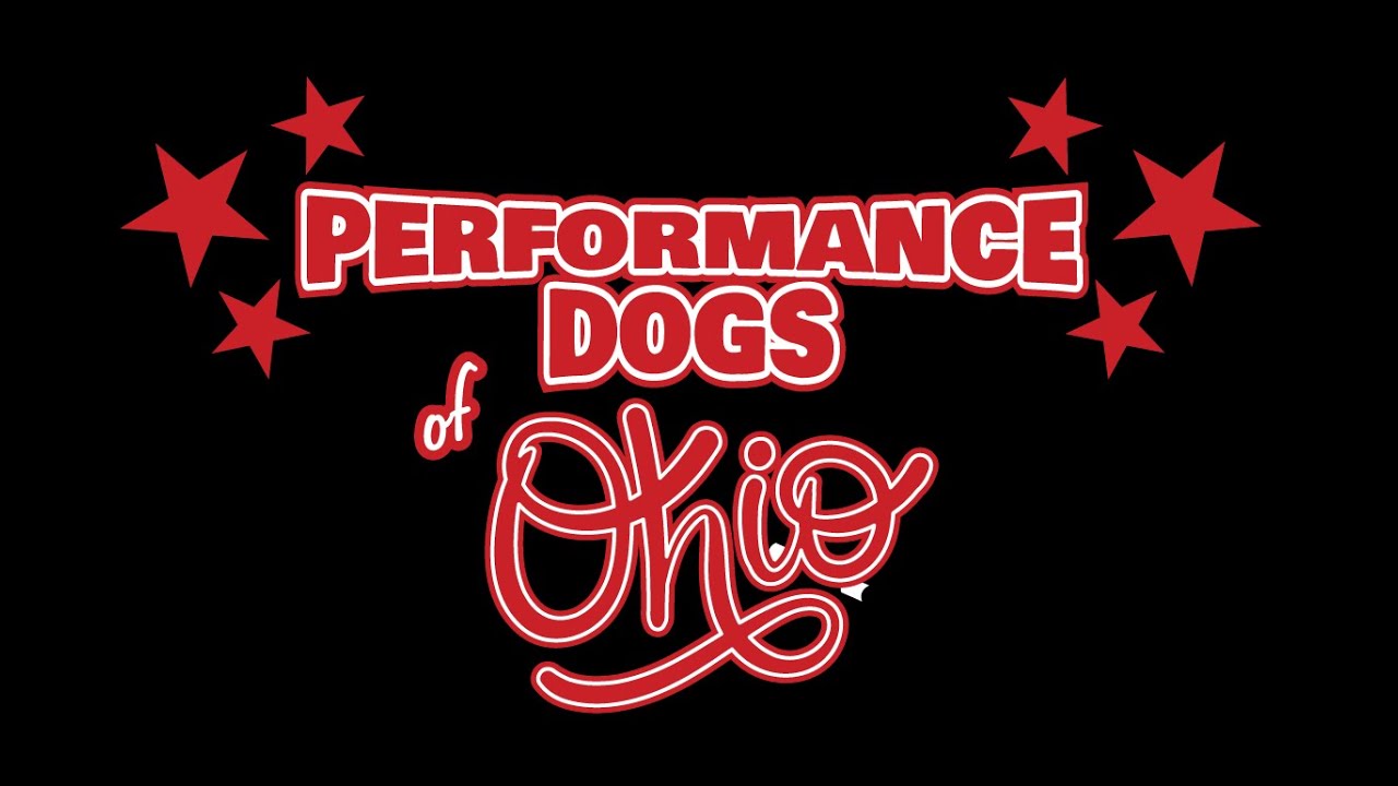 Frisbee Trick Stunt Agility Show Entertainment - Private Party Event