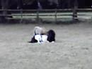 Fudge Annoying Badger