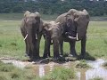wwwTANZANIAeu - elephants in Lake Manyara