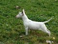 bull terrier miniatura, bull terrier miniature