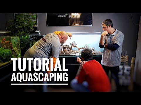 Cum se amenajeaza un acvariul cu adevarat woow item-thumbnail