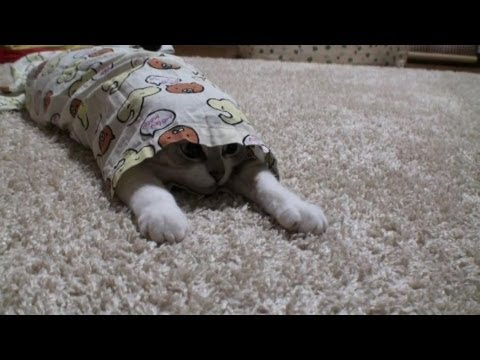 ズボン - 潜り好きないちごは、わたしが洗濯物をたたんでいると、毎度のようにやってきて、洗濯物をホリホリしたり衣類の中に潜ったりして遊んでいます。こうして遊んでもらえるからくる...