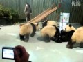 Panda's lunch time