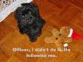 Havanese attacks Gingerbread Man Havanese attacks Gingerbread Man
