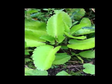 how to plant kalanchoe