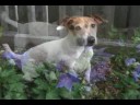 our family pet and member cheeko is a tough lil puppy whos a hymopheliac and has been threw so much that in his final days (we hope not) just to remember our dog we will never forget and love forever.
