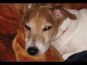 our family pet and member cheeko is a tough lil puppy whos a hymopheliac and has been threw so much that in his final days (we hope not) just to remember our dog we will never forget and love forever.