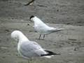 Sandwich Tern