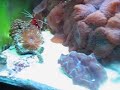 My 40 Gallon Reef Tank Sept.
