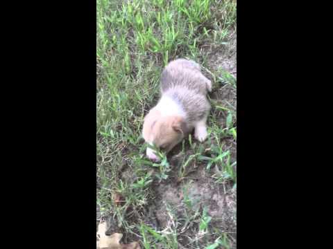 AKC Pembroke Welsh Corgi Male