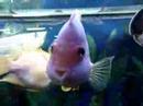Aquarium