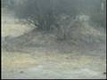 Lions, Hyenas, & Jackels Argue Over Carcass 