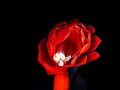 Time Lapse Of Cactus Flower (Epiphyllum) Time Lapse Of Cactus Flower (Epiphyllum)
