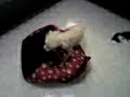 perro salidorro llamado roy (angel morros)