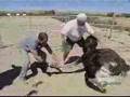 Dirty-Jobs-Ostrich-F
