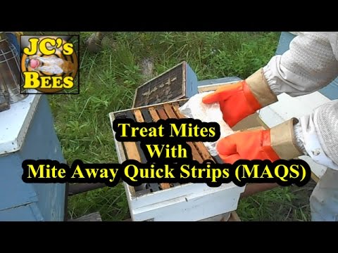 how to treat mites