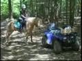 Clicker Training Horses on the Trail