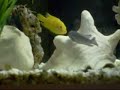 Briga dos Peixes