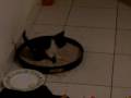 Mi gato y la arenita XD