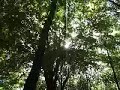 The Symphony of the Trees The Symphony of the Trees