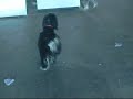Doggies 2 Doggies 2