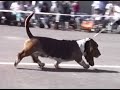 Verdensudst Bassetr Hound 1989