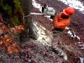 Baum fällen Teil 1.MP4