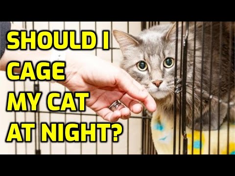 Is It Okay To Crate Your Cat At Night?