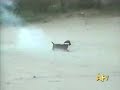 dogs-watching-tv.html
