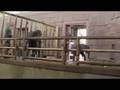 videos de Elefantenbaby vs. 