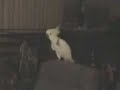 animal dance