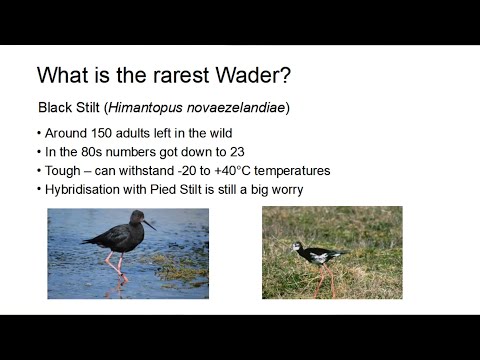 <p>WWW – WadersWorldWide, plus something local!</p>
 video thumbnail