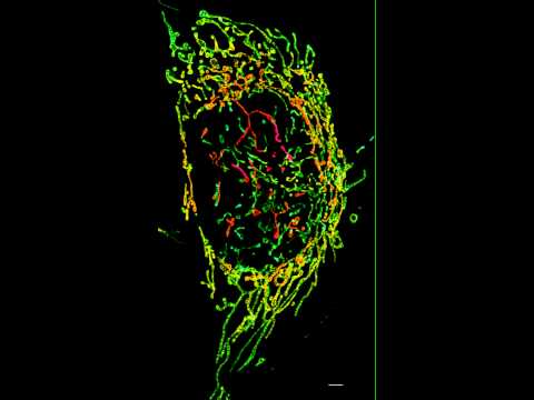 Video Captures Living Cancer Cell