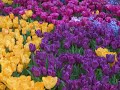 Czyj to samoch�d [z filmu: Tulipany] - Daniel Bloom