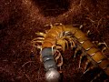 Striped leg centipede molting