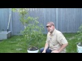 Gardening tips: how to hand pollinate tomatoes for larger production of your container garden