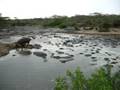 Serengeti Hippo Pool - Grunting