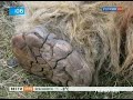 Видеоновость Якутск. Ученые привезли останки найденного в тундре мамонта