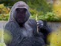 gorilla rapes human (must see)
