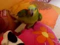 Klassische Musik macht Papageie aggressiv