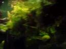 fish tank fish tank