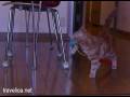 Cat Brings Toy
