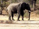 drinkende en wassende olifant